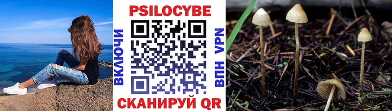наркота  blacksprut зеркало  Псилоцибиновые грибы Psilocybine cubensis  Судогда 