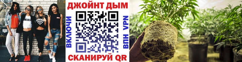 площадка официальный сайт  Судогда  Канабис White Widow  где можно купить наркотик 